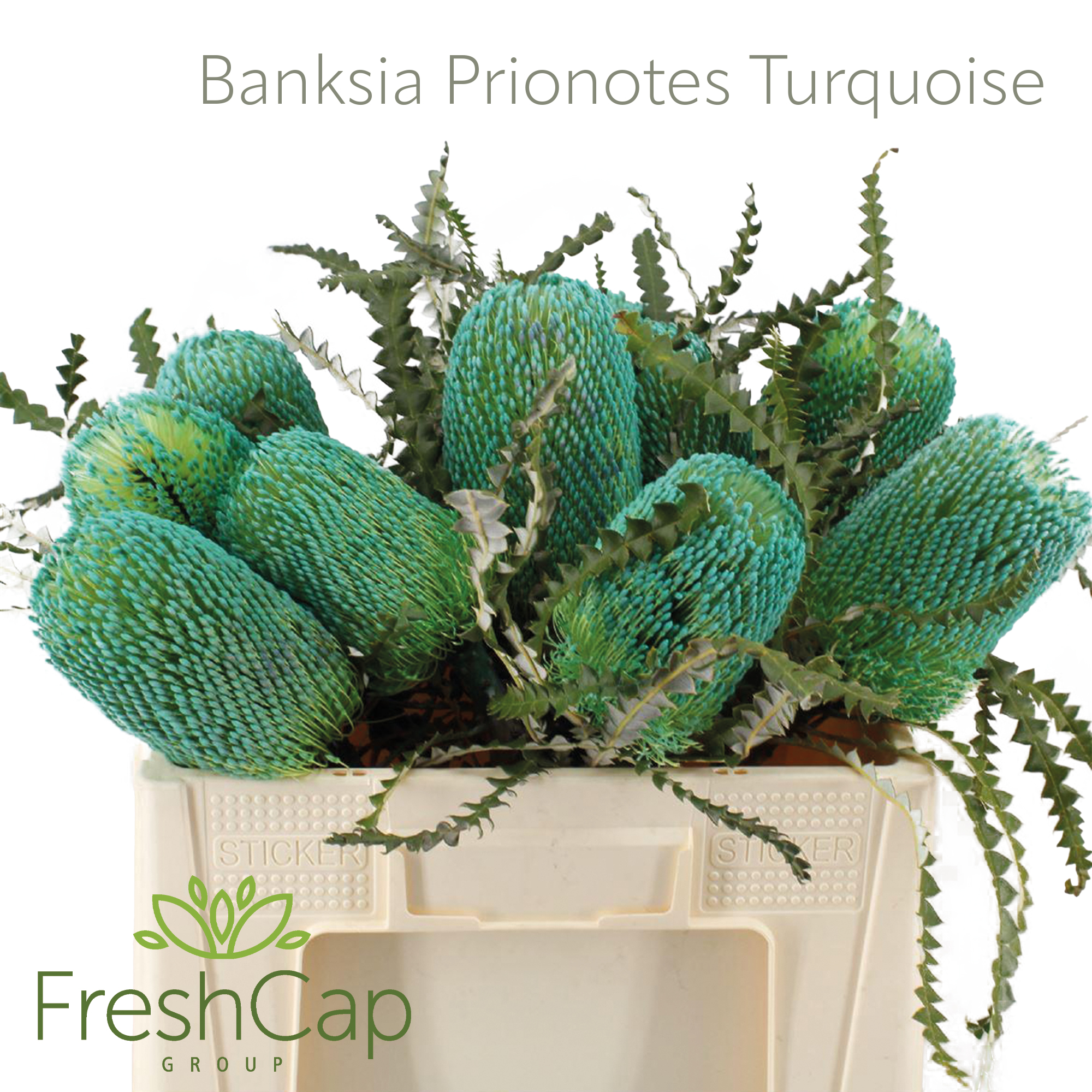 Banksia speciosa, Banksia prionotes